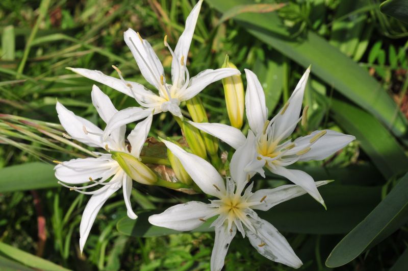 Pancratium illyricum / Giglio di Sardegna